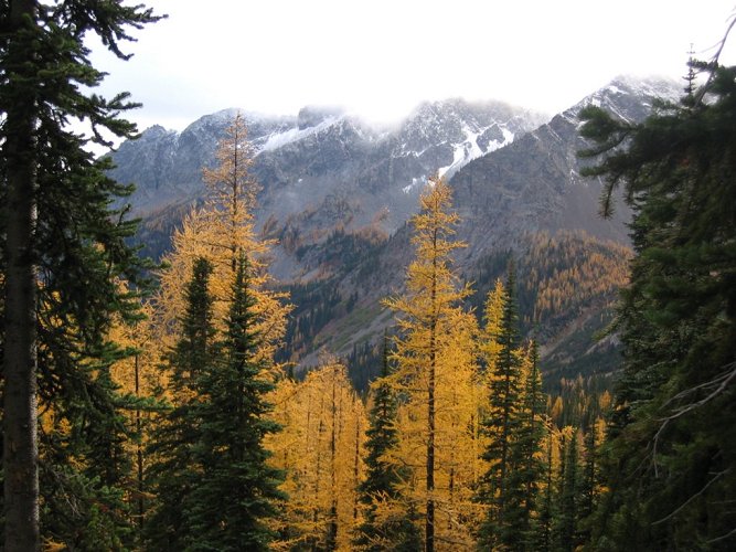 Wherever we found larches with full needles and a bit of sunlight, they made beacons of warm bright color in the dim day.